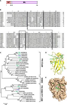 PvML1 suppresses bacterial infection by recognizing LPS and regulating AMP expression in shrimp